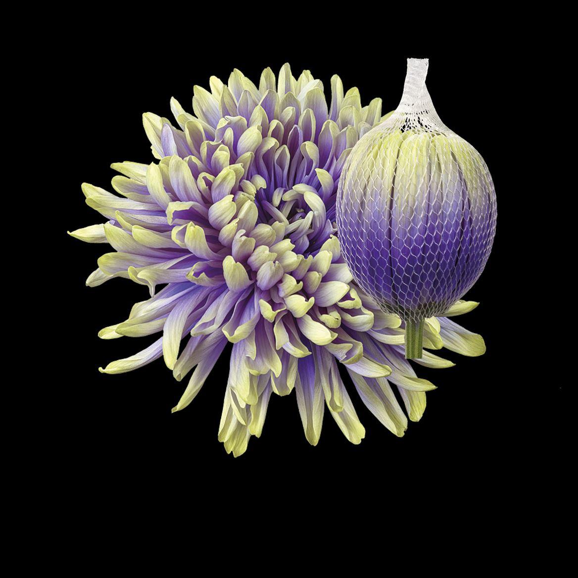 Срезанные цветы оптом Chrys bl paint antonov purple fresh от 40шт из Голландии с доставкой по России