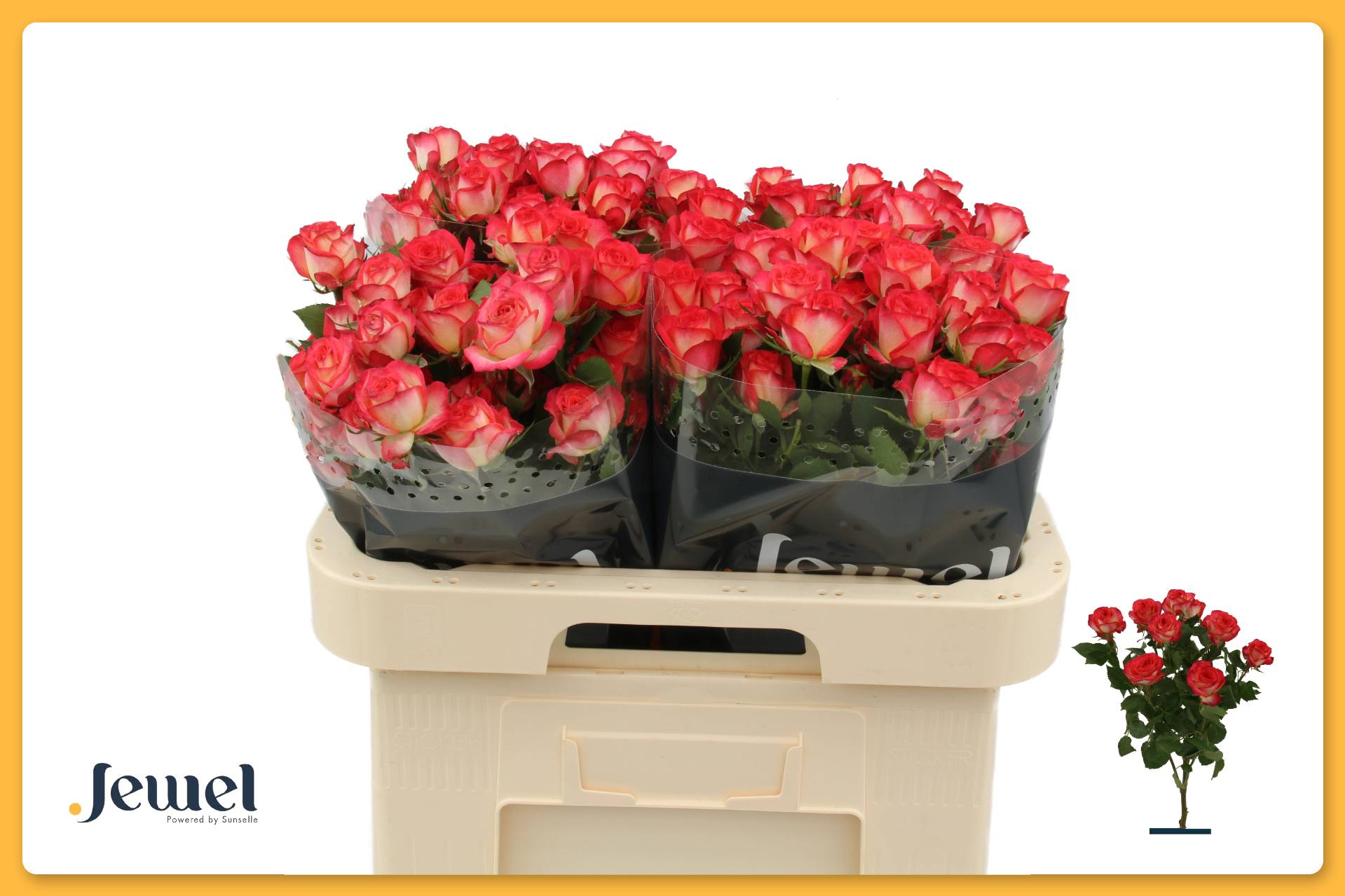 Срезанные цветы оптом Rosa spray summer dance от 40шт из Голландии с доставкой по России