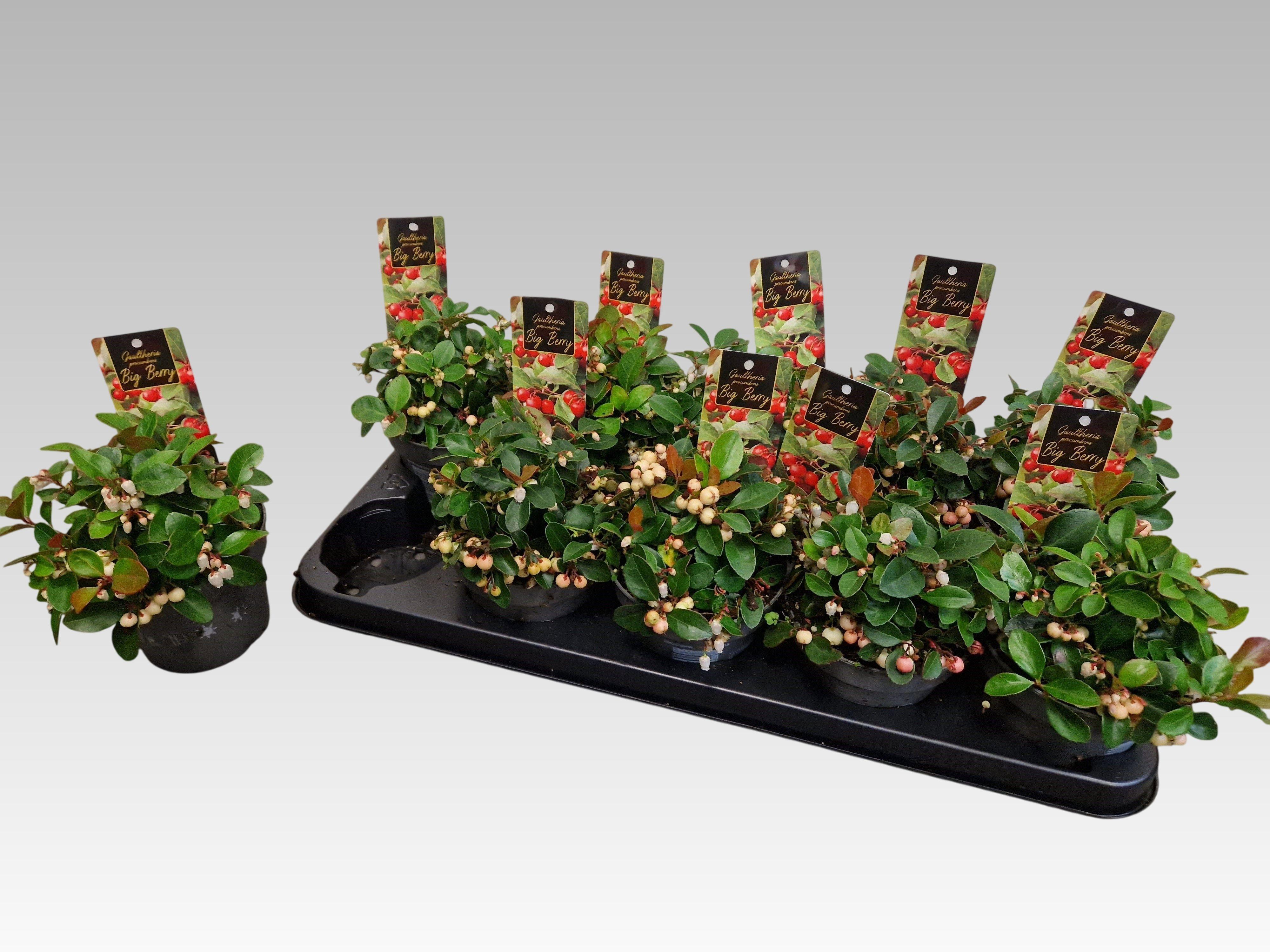 Горшечные цветы и растения оптом Gaulth Pr Ciao B Whi от 10шт из Голландии с доставкой по России