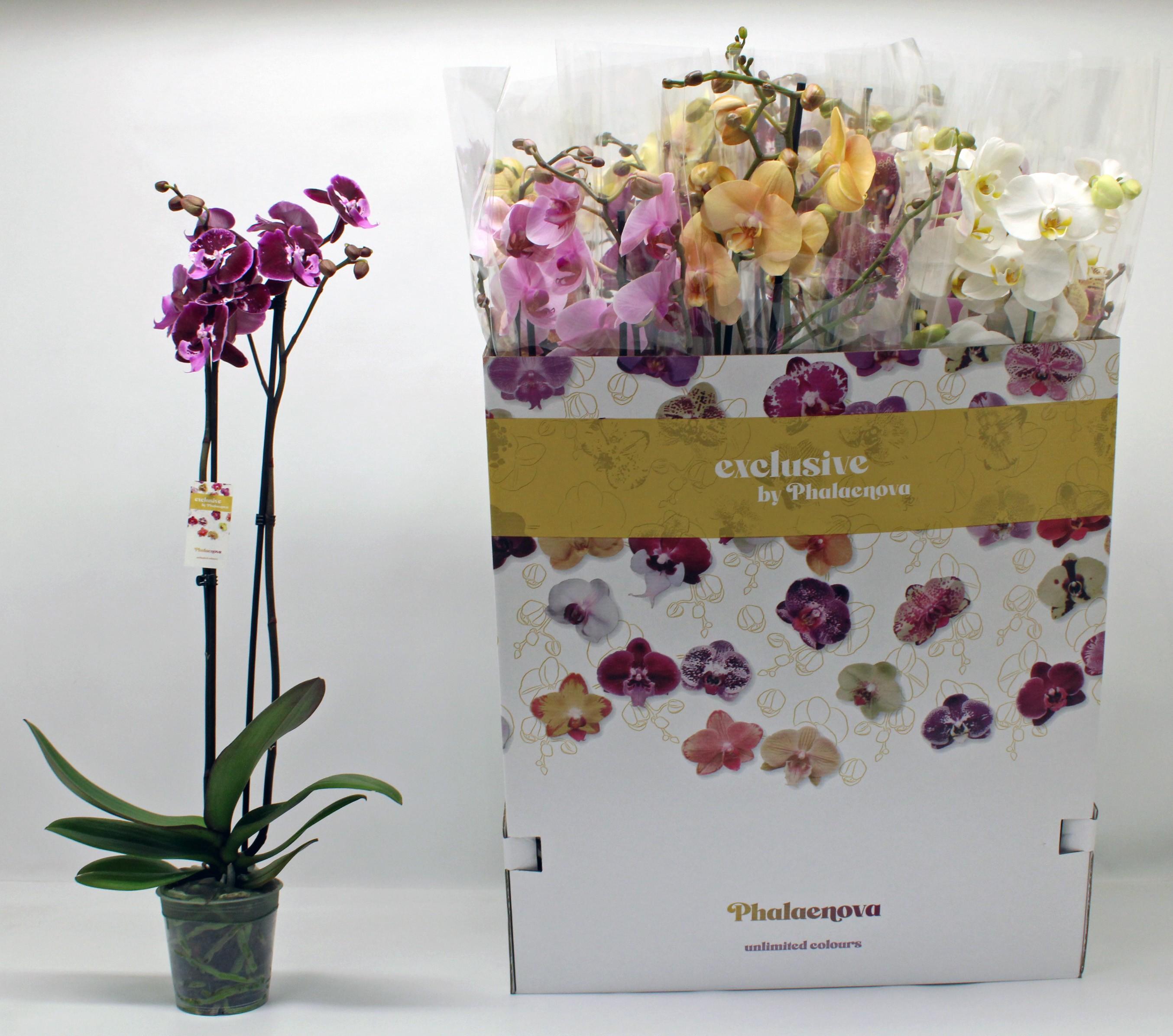 Горшечные цветы и растения оптом Phal Gem 10 Kl от 12шт из Голландии с доставкой по России