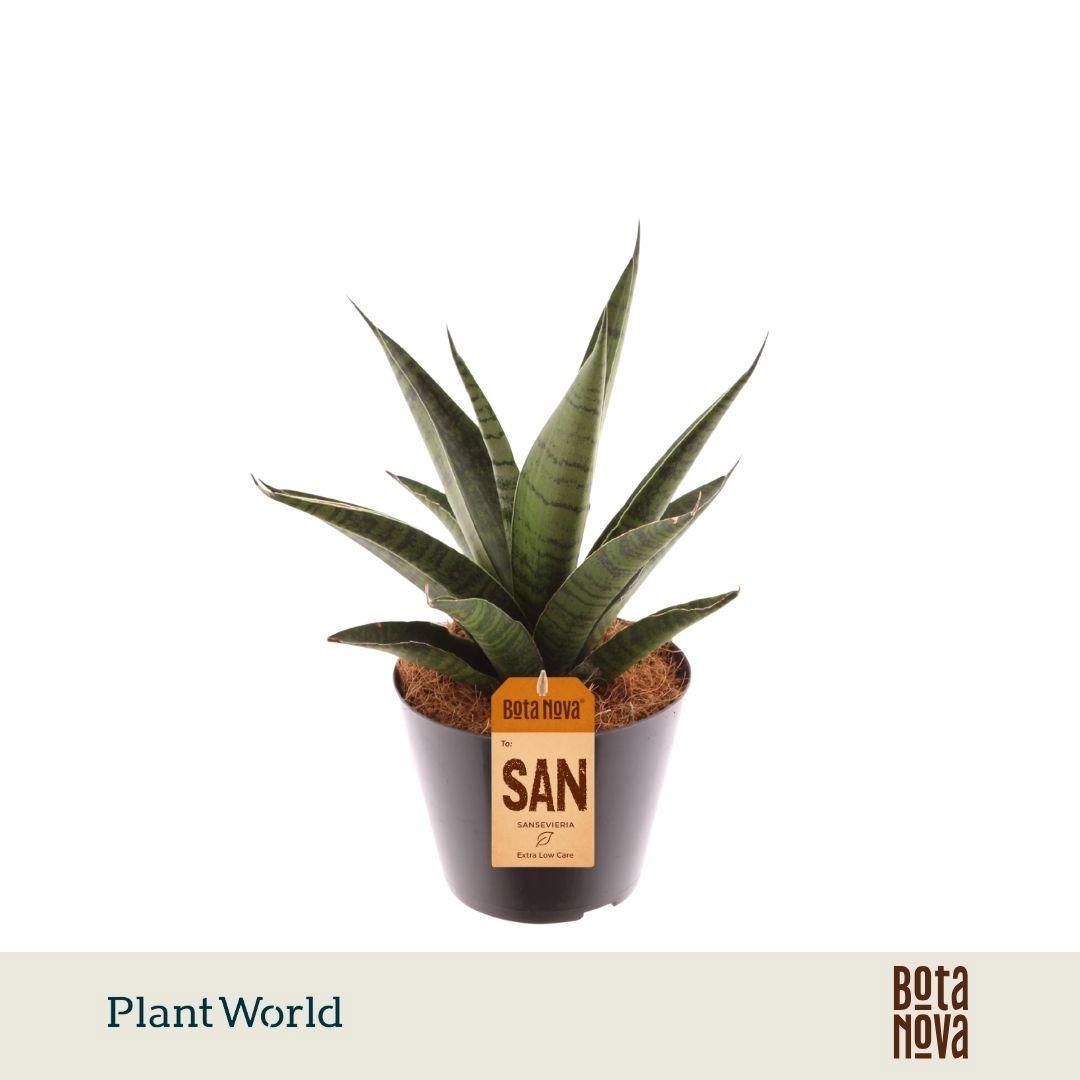 Горшечные цветы и растения оптом Sansevieria Trifciata Pineapple от 11шт из Голландии с доставкой по России
