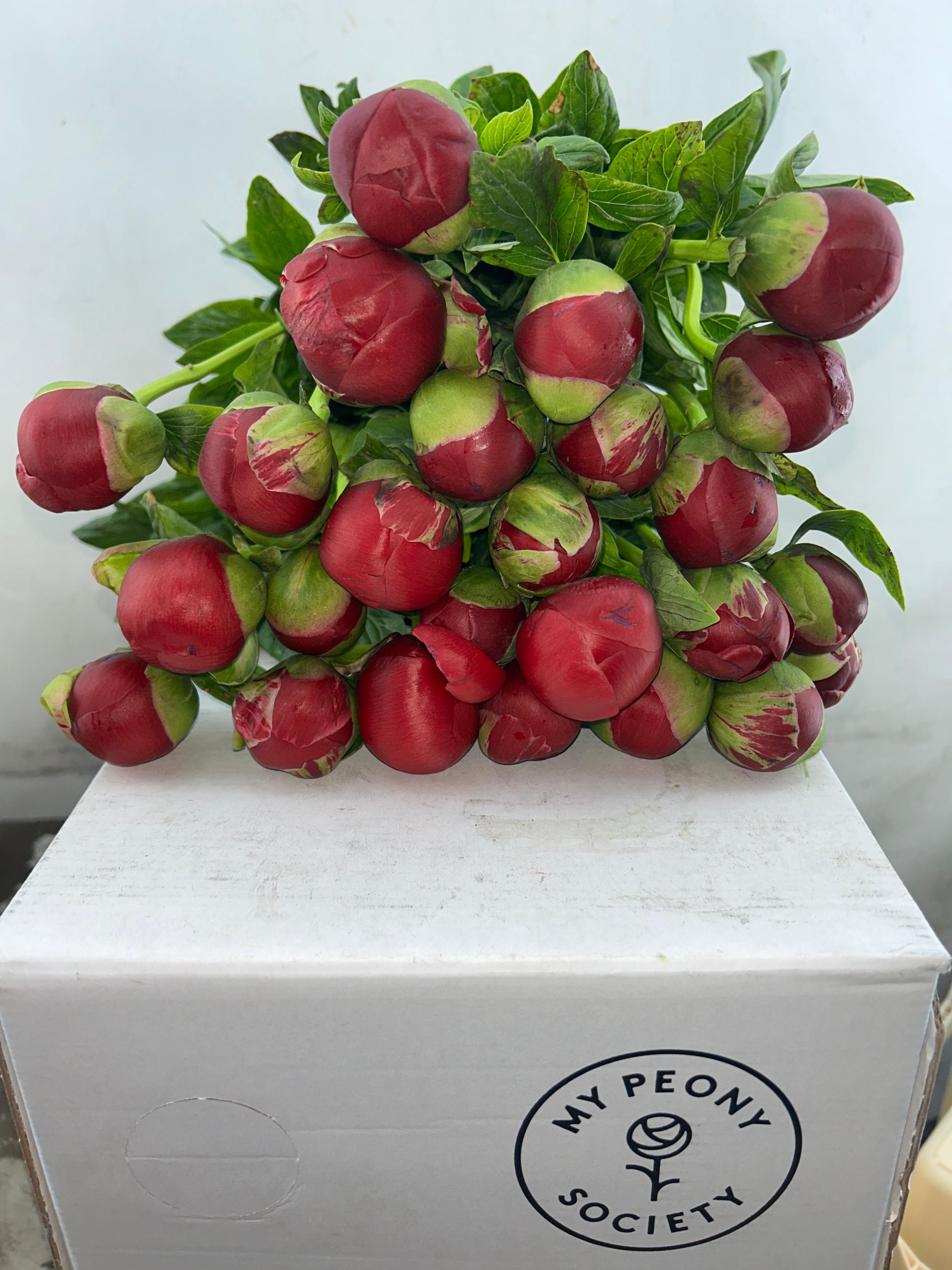 Срезанные цветы оптом Paeonia henry bockstoce от 100шт из Голландии с доставкой по России