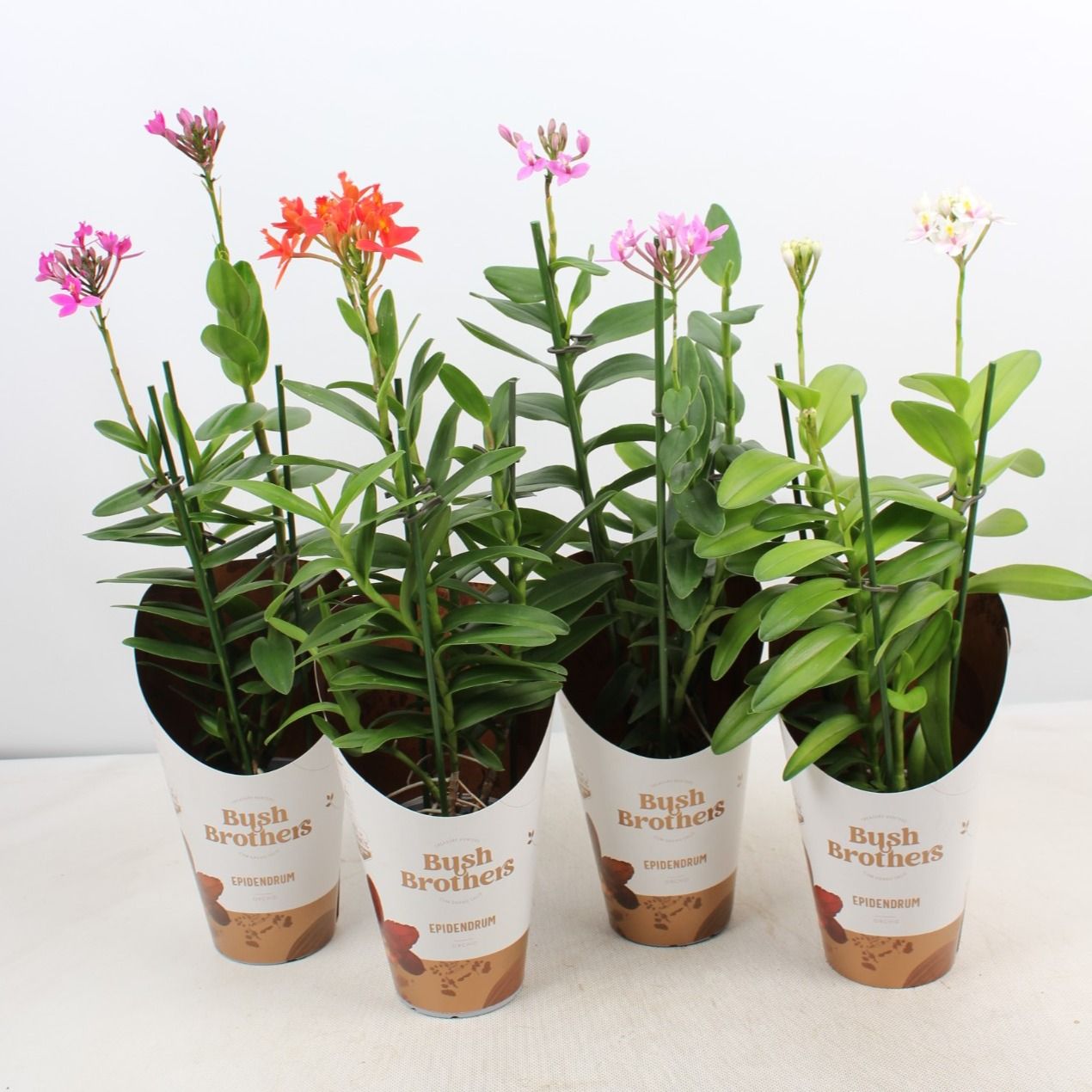 Горшечные цветы и растения оптом Epidendrum 2st Mix от 6шт из Голландии с доставкой по России
