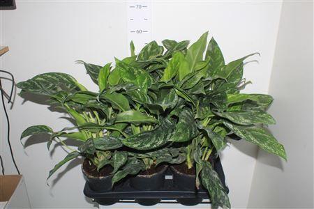 Горшечные цветы и растения оптом Aglao Silver Splash от 6шт из Голландии с доставкой по России