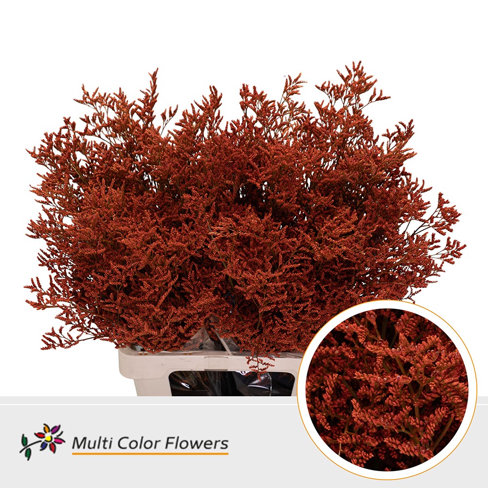 Срезанные цветы оптом Limonium paint orange от 50шт. из Голландии с доставкой по России