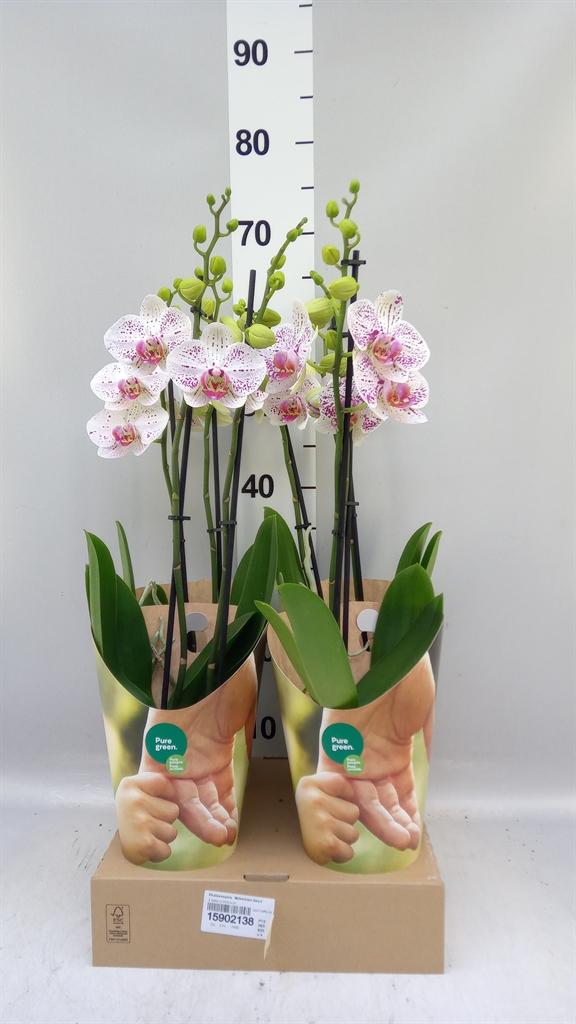 Горшечные цветы и растения оптом Phalaenopsis bohemian Goya от 4шт из Голландии с доставкой по России