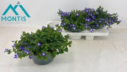 Горшечные цветы и растения оптом Camp Pos Adansa Purp от 3шт (для телеги) из Голландии с доставкой по России