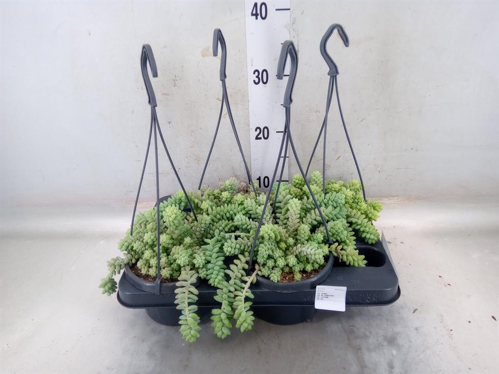 Горшечные цветы и растения оптом Sedum Burrito от 4шт из Голландии с доставкой по России