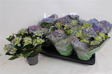 Горшечные цветы и растения оптом Hydr M Early Blue 7-8+ от 6шт из Голландии с доставкой по России