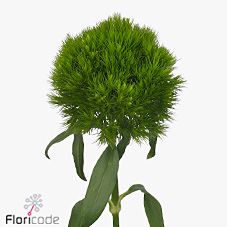 Срезанные цветы оптом Dianthus br green wicky от 40шт из Голландии с доставкой по России