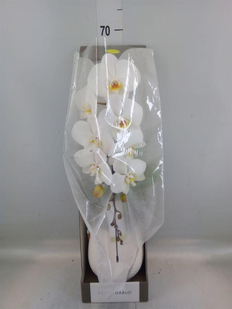 Горшечные цветы и растения оптом Phalaenopsis   ...white от 1шт из Голландии с доставкой по России