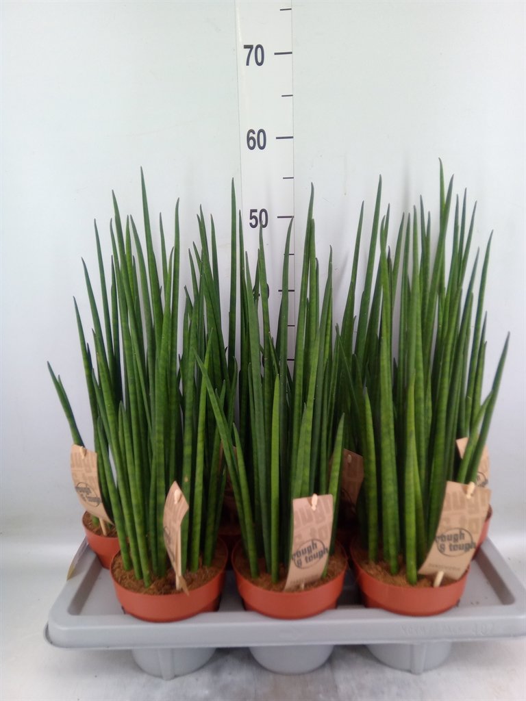 Горшечные цветы и растения оптом Sansevieria Bacularis от 7шт из Голландии с доставкой по России