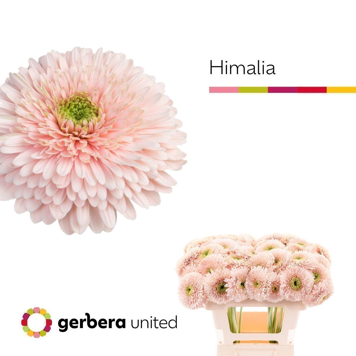 Срезанные цветы оптом Gerbera terra himalia от 40шт из Голландии с доставкой по России