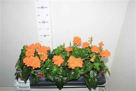 Горшечные цветы и растения оптом Cross Inf Fortuna от 10шт из Голландии с доставкой по России