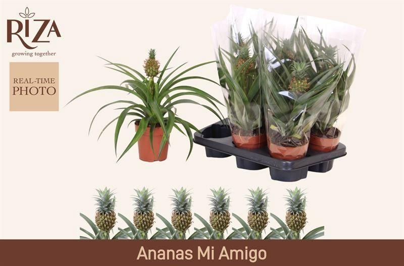 Горшечные цветы и растения оптом Ananas Mi Amigo от 6шт из Голландии с доставкой по России