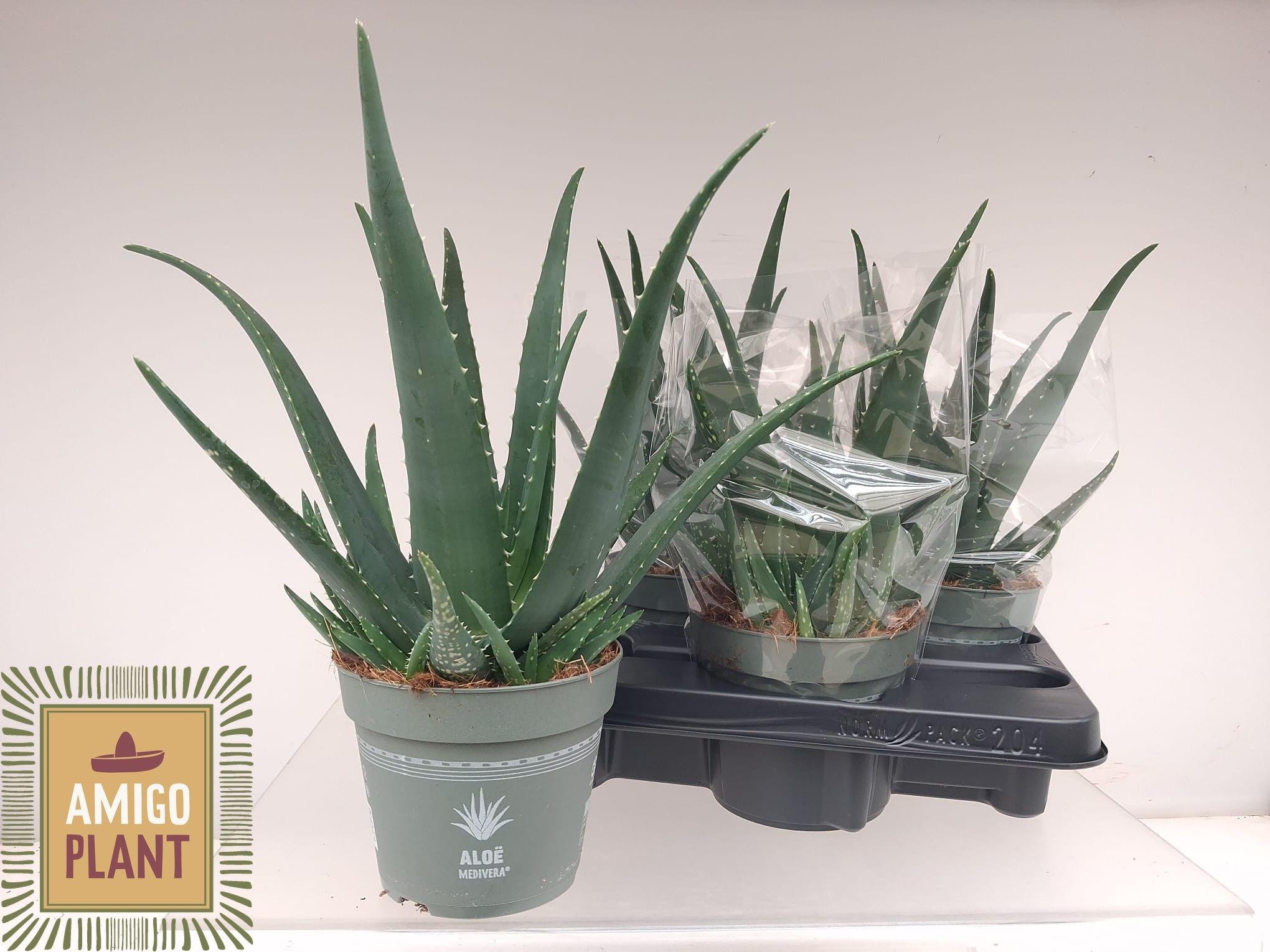 Горшечные цветы и растения оптом Aloe Vera от 4шт из Голландии с доставкой по России