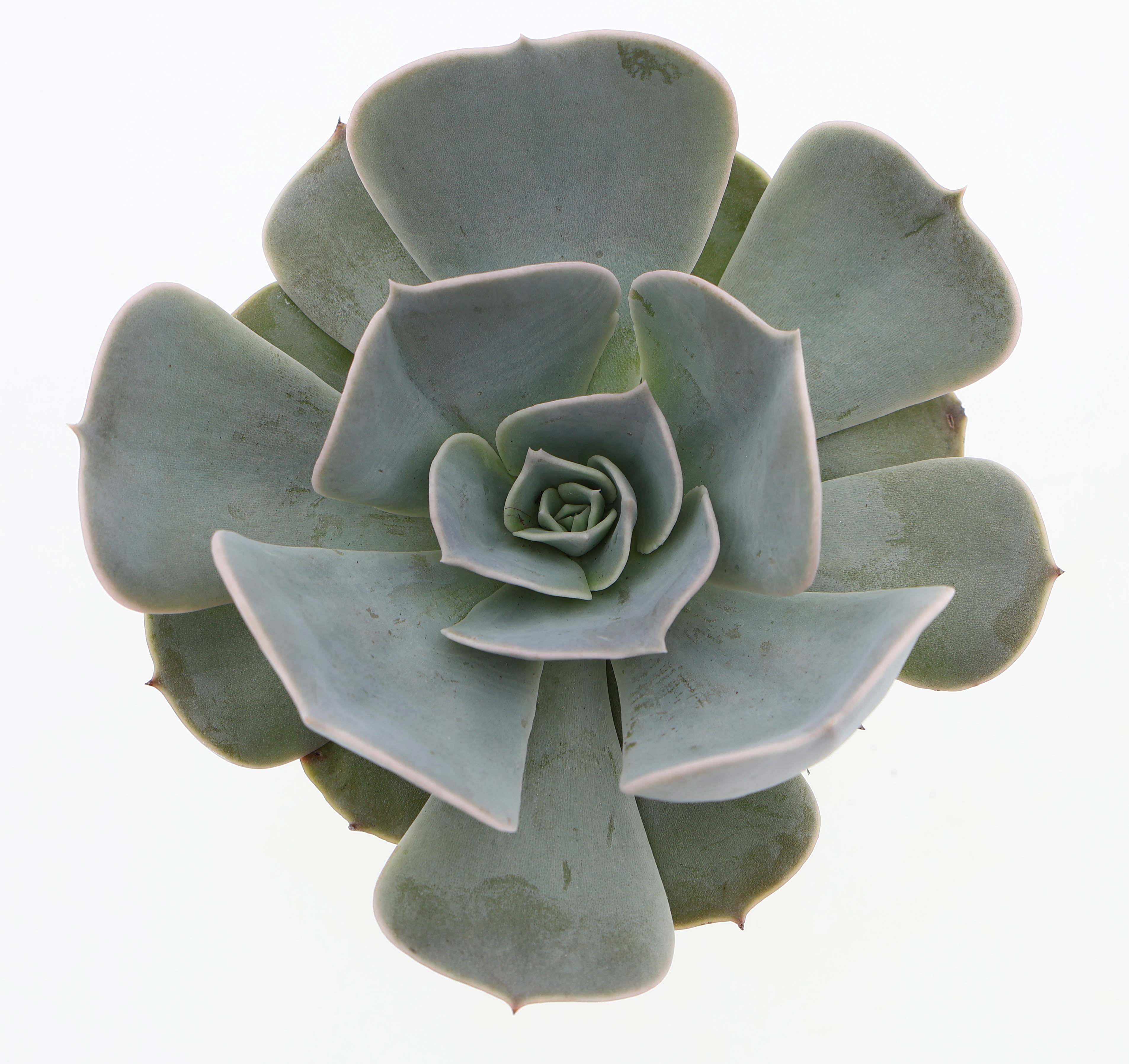 Горшечные цветы и растения оптом Echeveria Pollux Xl от 9шт (для телеги) из Голландии с доставкой по России