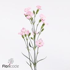 Срезанные цветы оптом Dianthus sp solomio ivo от 60шт из Голландии с доставкой по России