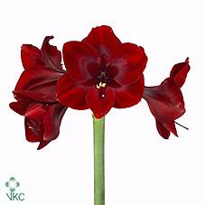 Срезанные цветы оптом Hippeastrum britney от 12шт из Голландии с доставкой по России