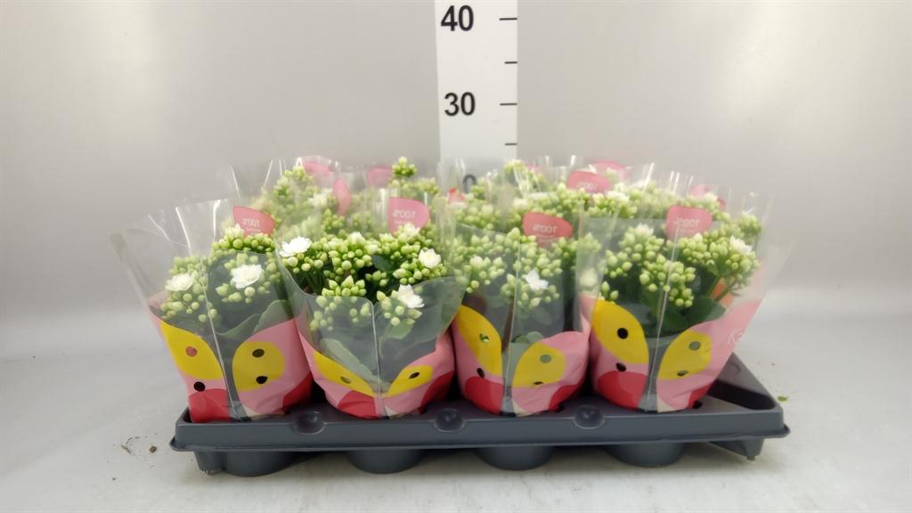 Горшечные цветы и растения оптом Kalanchoe Blos. rosflow Sia от 12шт из Голландии с доставкой по России
