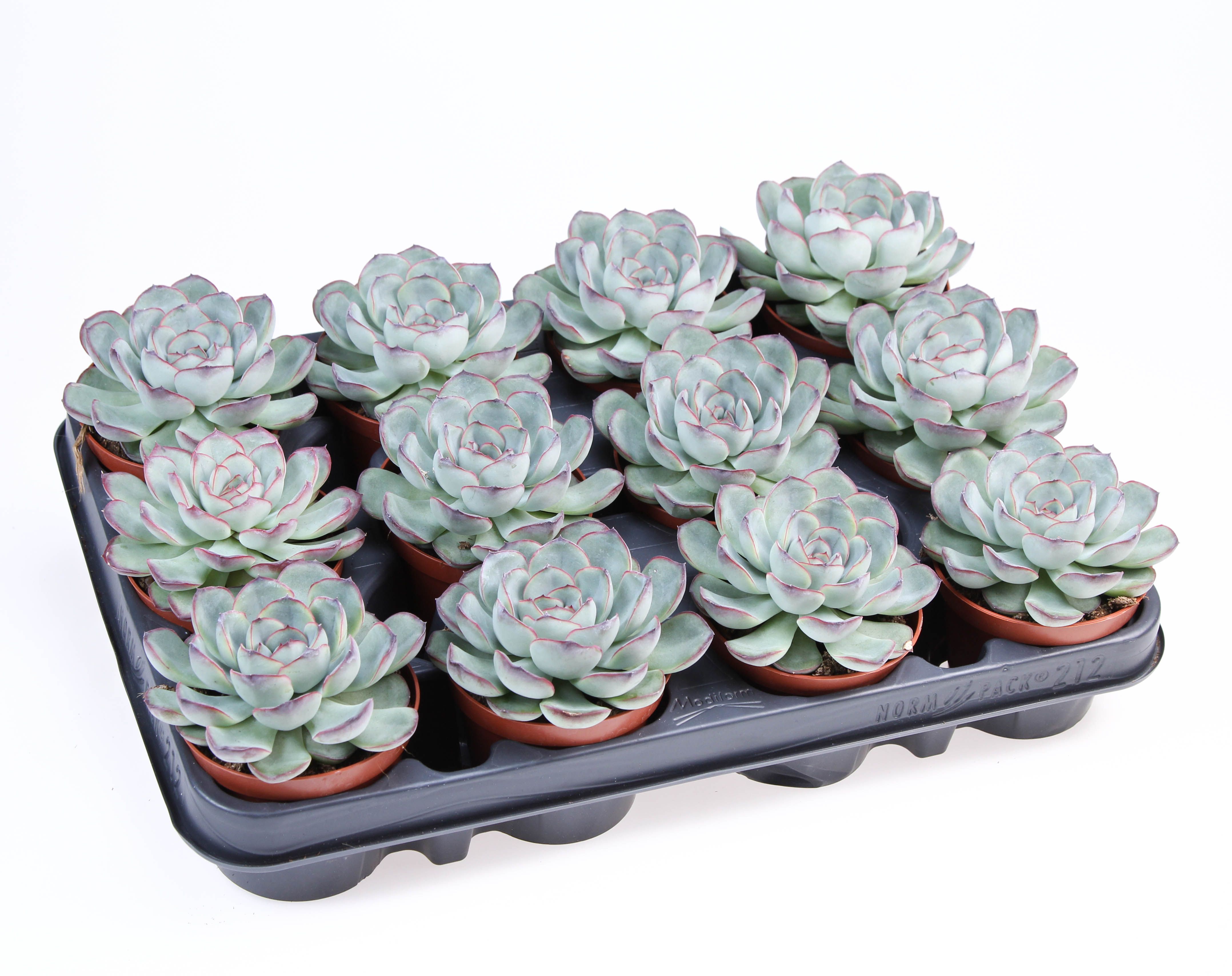 Горшечные цветы и растения оптом Echeveria Pelucida от 12шт (для телеги) из Голландии с доставкой по России