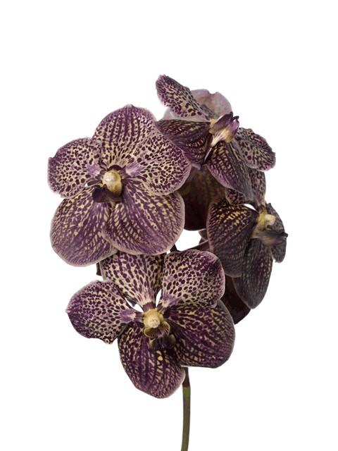 Срезанные цветы оптом Vanda sunanda chocolate brown от 16шт из Голландии с доставкой по России