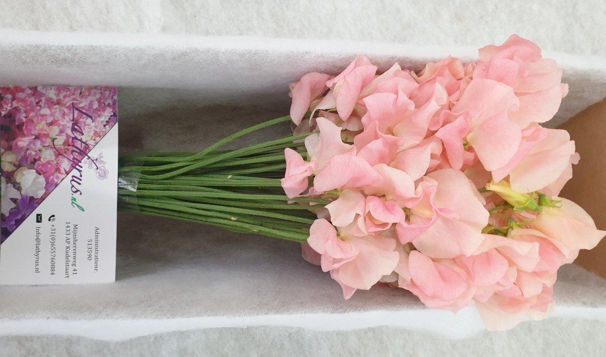 Срезанные цветы оптом Lathyrus od champagne king от 50шт. из Голландии с доставкой по России