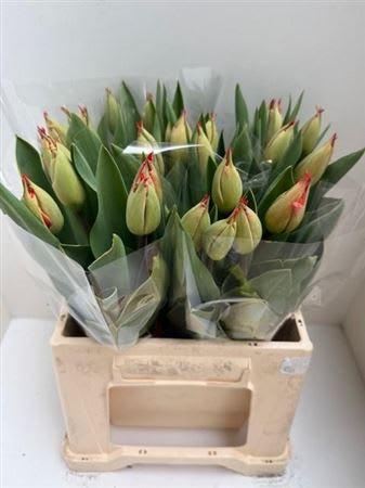 Срезанные цветы оптом Tulipa si robbedoes от 25шт из Голландии с доставкой по России