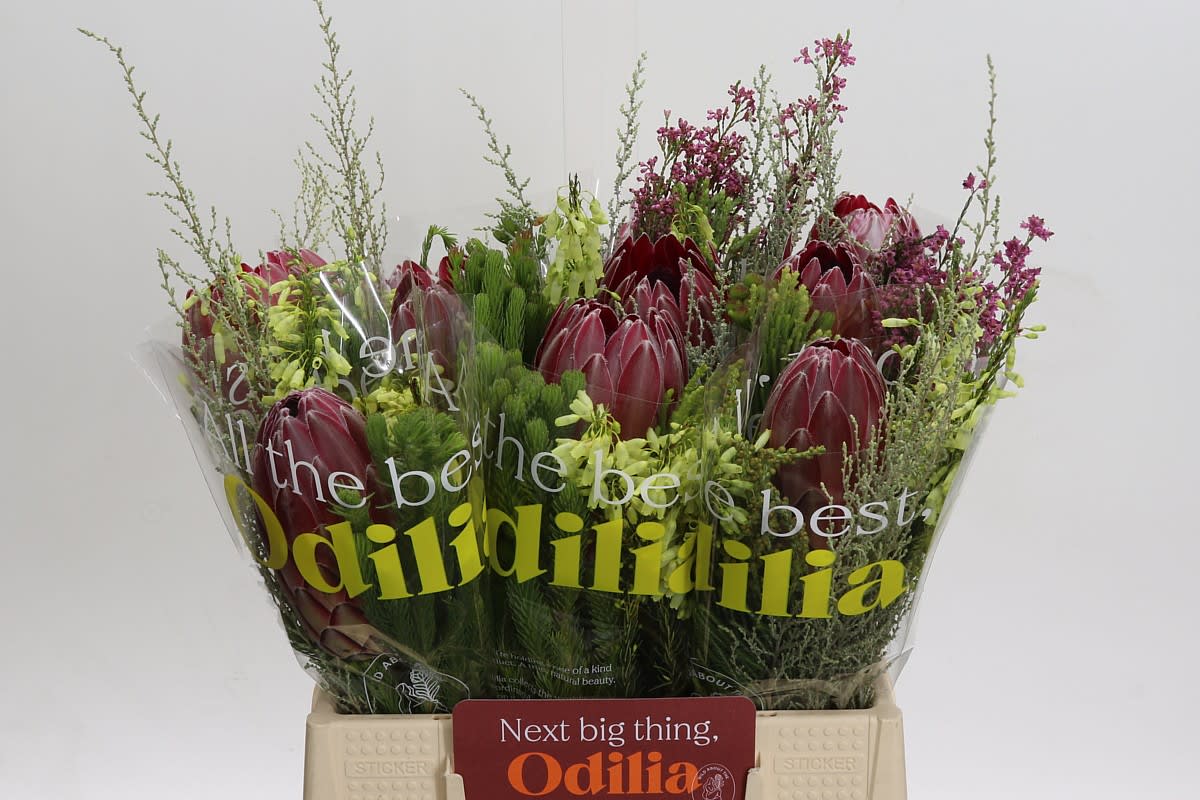 Срезанные цветы оптом Protea bq sharon от 10шт из Голландии с доставкой по России