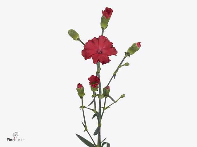 Срезанные цветы оптом Dianthus sp symply love от 100шт из Голландии с доставкой по России