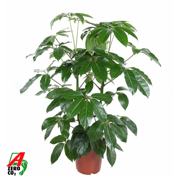 Горшечные цветы и растения оптом Schefflera Amata 2pp от 1шт из Голландии с доставкой по России