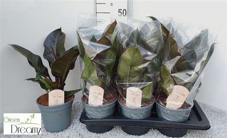 Горшечные цветы и растения оптом Phil Imperial Red от 6шт из Голландии с доставкой по России