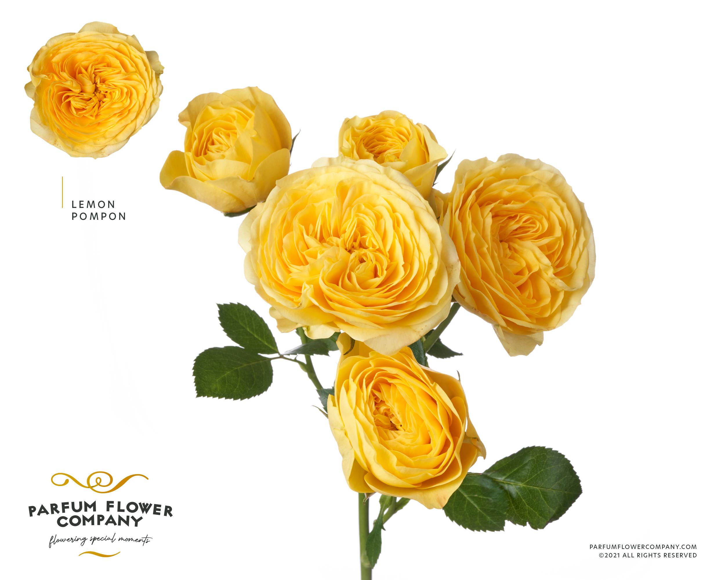 Срезанные цветы оптом Rosa spray garden lemon pompon от 12шт из Голландии с доставкой по России