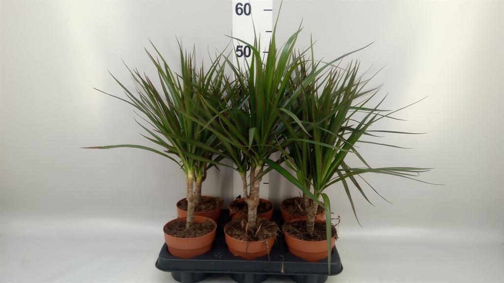 Горшечные цветы и растения оптом Dracaena Marg. от 6шт из Голландии с доставкой по России