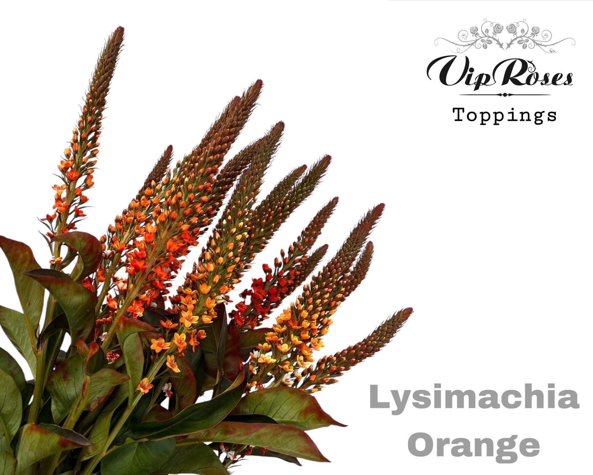 Срезанные цветы оптом Lysimachia paint orange от 50шт из Голландии с доставкой по России
