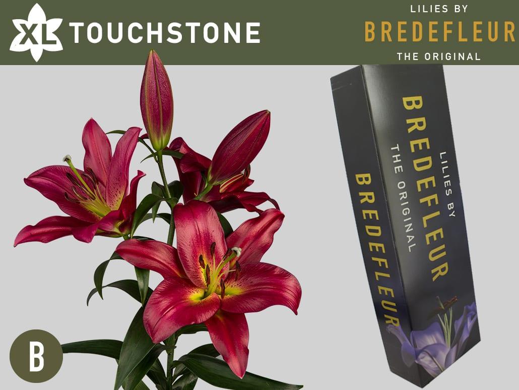 Срезанные цветы оптом Lilium or touchstone от 30шт. из Голландии с доставкой по России