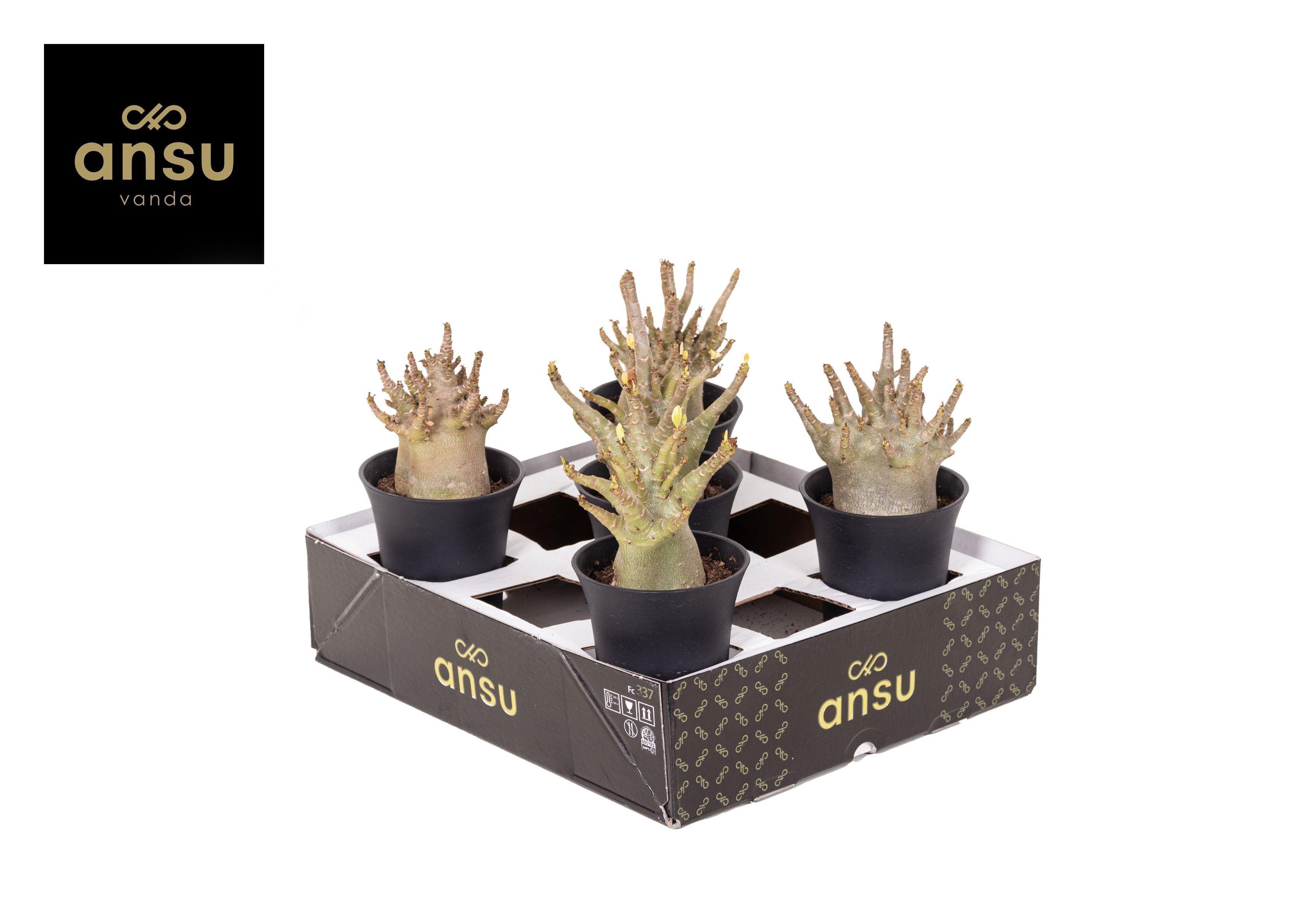 Горшечные цветы и растения оптом Aden Ansu Baobab от 5шт из Голландии с доставкой по России