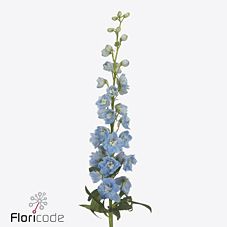 Срезанные цветы оптом Delphinium do magic fountains skyblue whitebee от 60шт из Голландии с доставкой по России