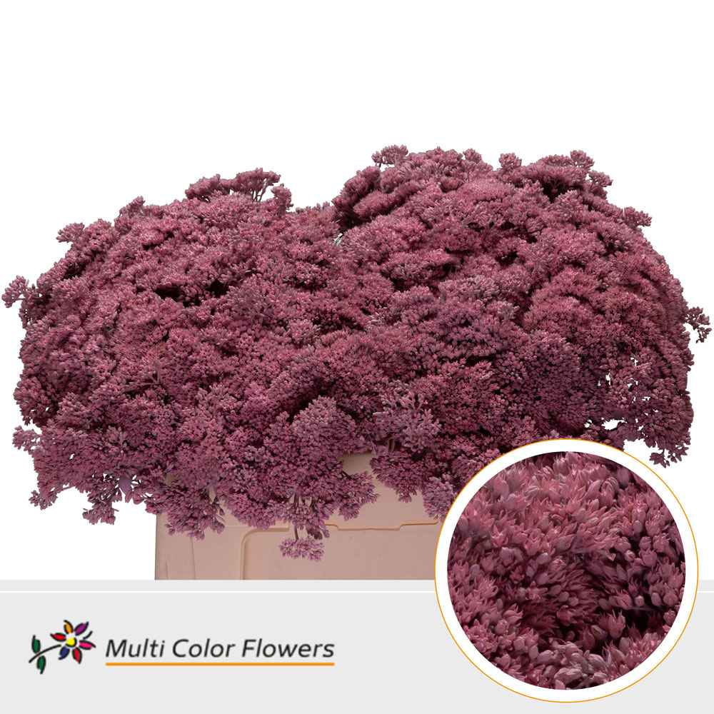 Срезанные цветы оптом Sedum paint pink light от 50шт из Голландии с доставкой по России