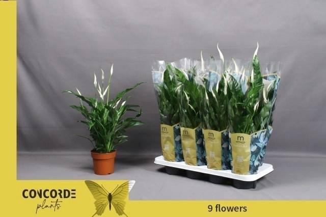 Горшечные цветы и растения оптом Spath Sweet Curiosa от 8шт из Голландии с доставкой по России