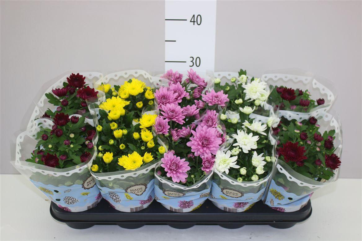 Горшечные цветы и растения оптом Chrysanth Gemengd Gevuld от 10шт из Голландии с доставкой по России