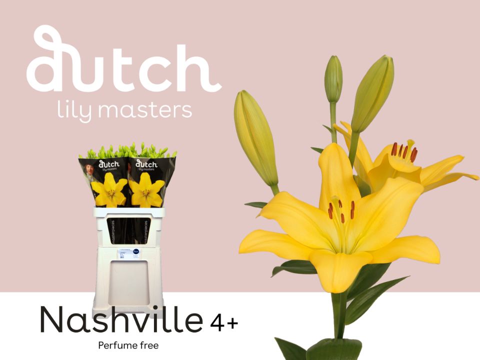 Срезанные цветы оптом Lilium la nashville от 60шт. из Голландии с доставкой по России