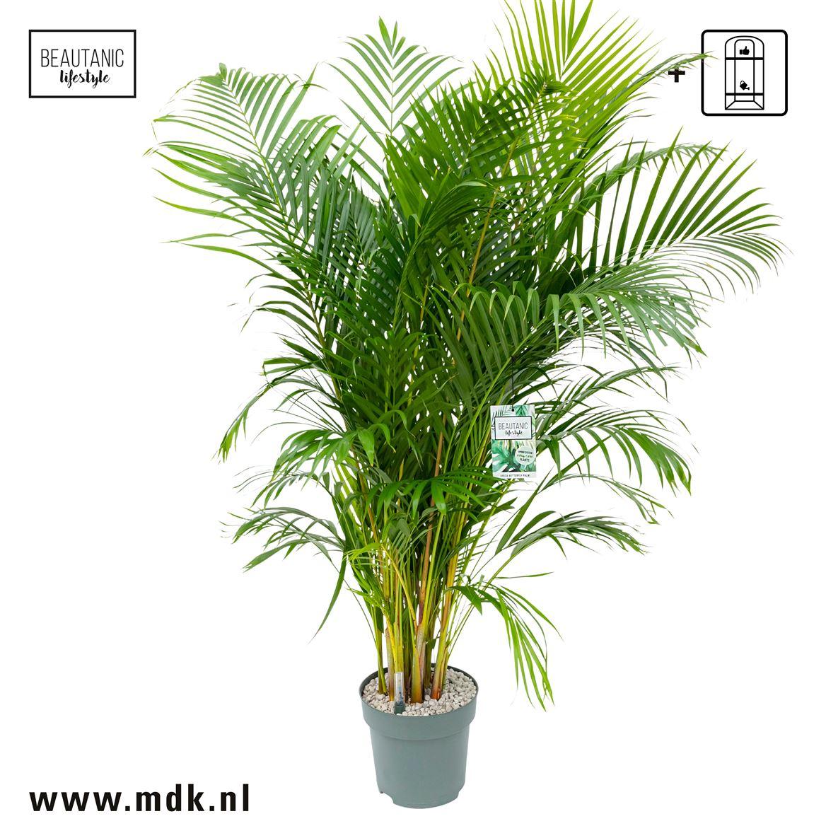 Горшечные цветы и растения оптом Dypsis Lutescens A от 1шт из Голландии с доставкой по России