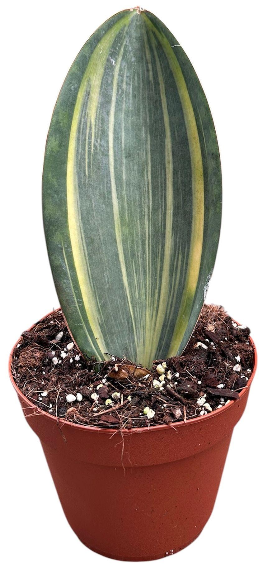 Горшечные цветы и растения оптом Sansevieria Masoniana Aurea от 1шт из Голландии с доставкой по России