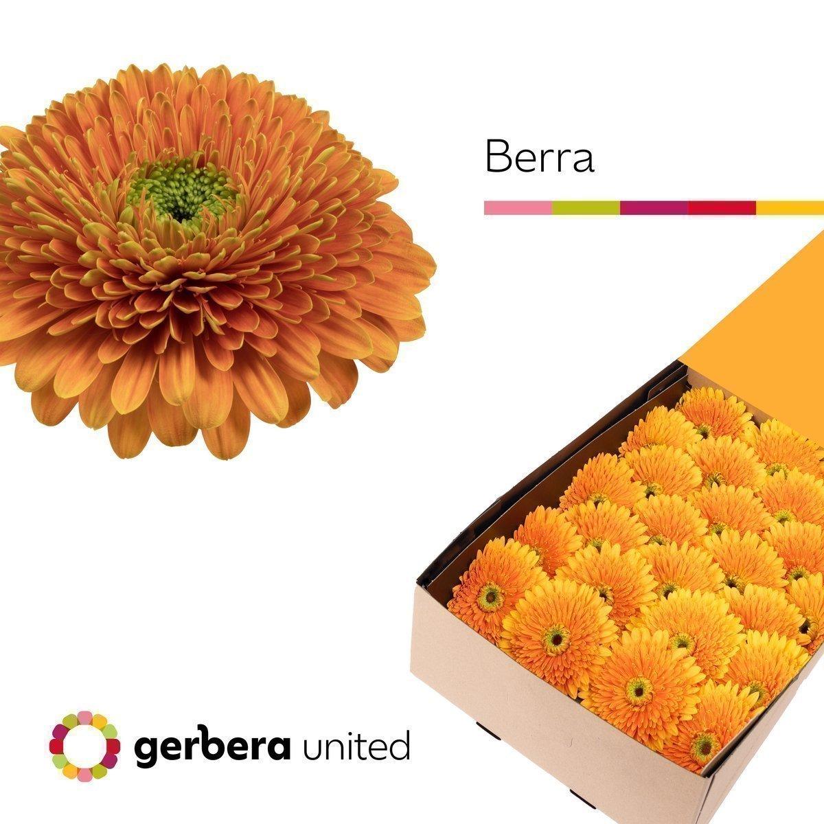 Срезанные цветы оптом Gerbera berra+ от 50шт из Голландии с доставкой по России