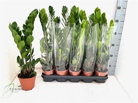 Горшечные цветы и растения оптом Zamio Zamiifolia 2+ от 10шт из Голландии с доставкой по России