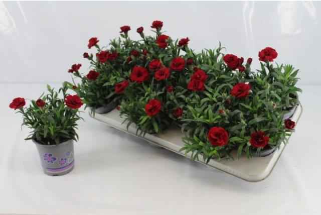Горшечные цветы и растения оптом Dian Osc Dark Red от 12шт из Голландии с доставкой по России