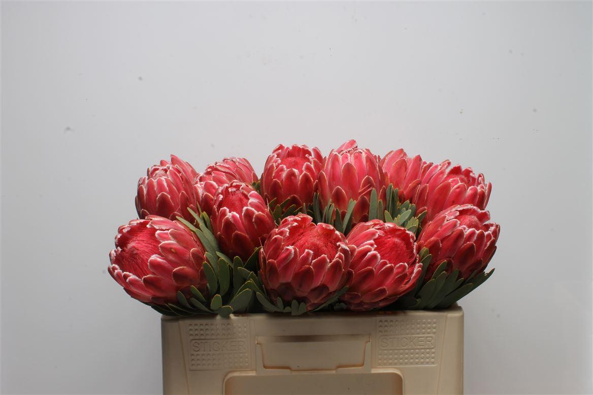 Срезанные цветы оптом Protea venus от 15шт из Голландии с доставкой по России