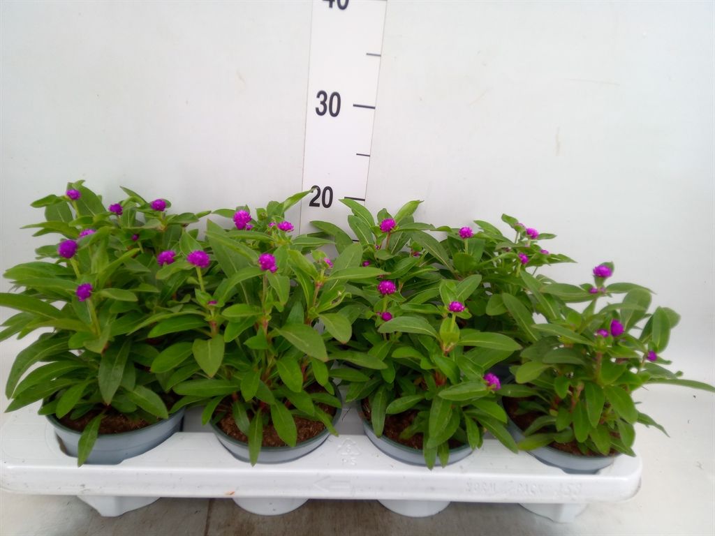 Горшечные цветы и растения оптом Gomphrena Glob. от 8шт из Голландии с доставкой по России