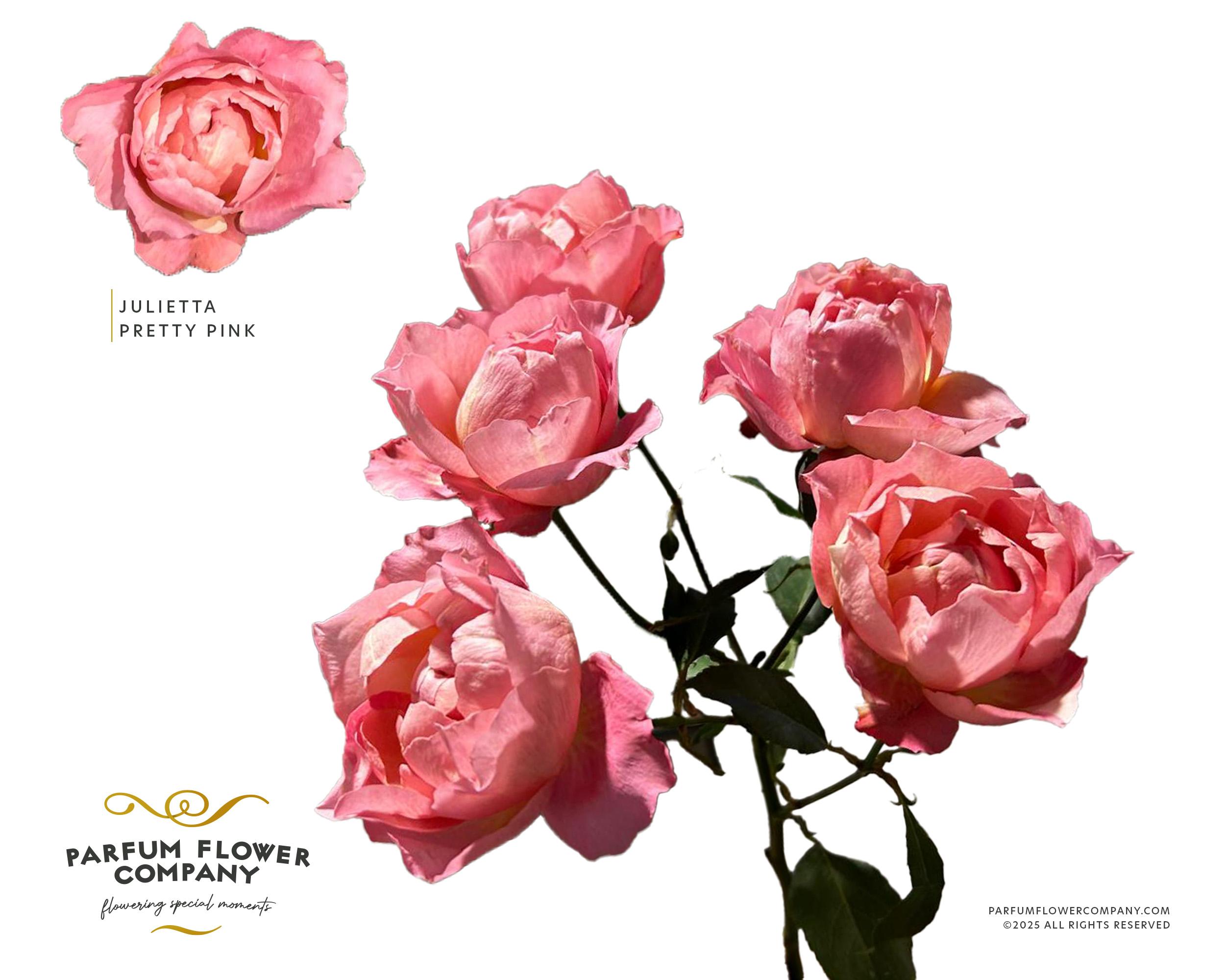 Срезанные цветы оптом Rosa spray garden julietta pretty pink от 12шт из Голландии с доставкой по России